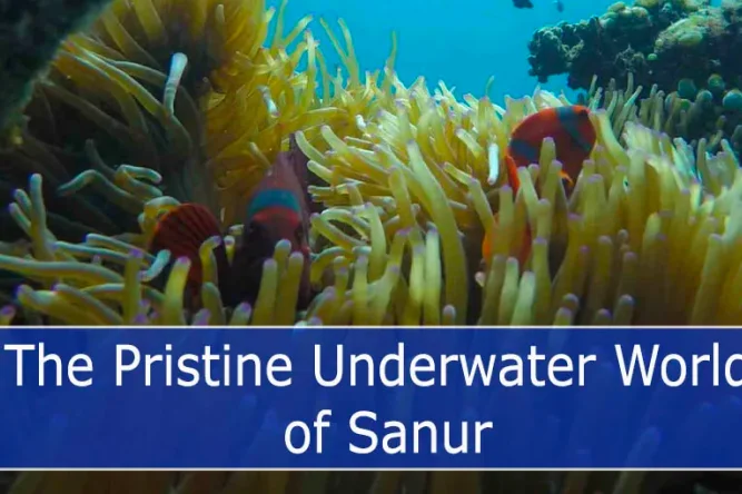 Clownfishes peeks out from the protective embrace of a magnificent sea anemone